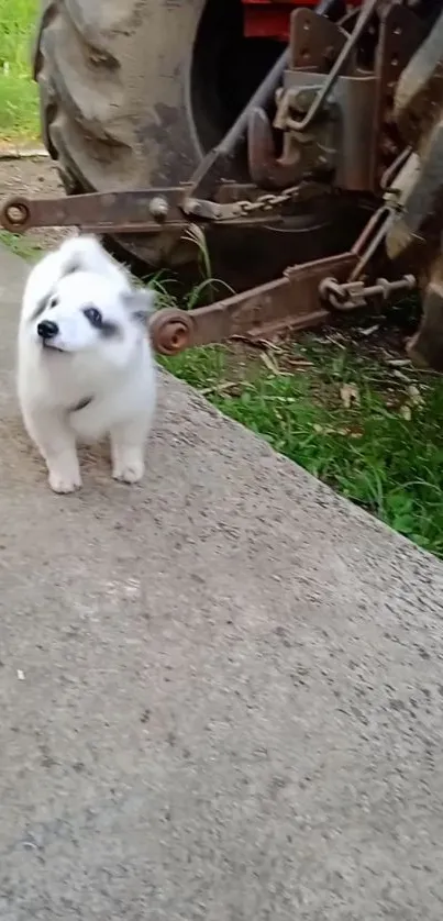 Cute white puppy standing by a tractor on a farm path.