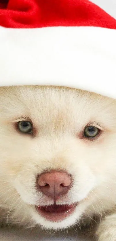 Adorable puppy in a Santa hat on white background.