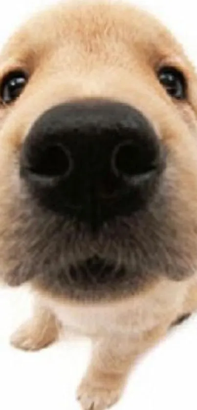 Cute close-up of a golden retriever puppy, perfect for mobile wallpaper.