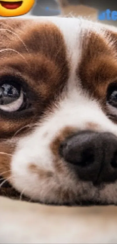 Adorable puppy with big eyes resting, perfect for a heartwarming wallpaper.