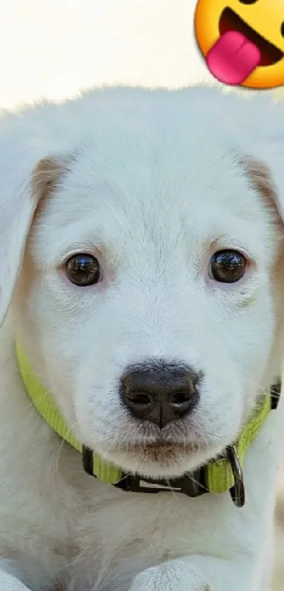 Adorable white puppy with emoji on wooden floor.