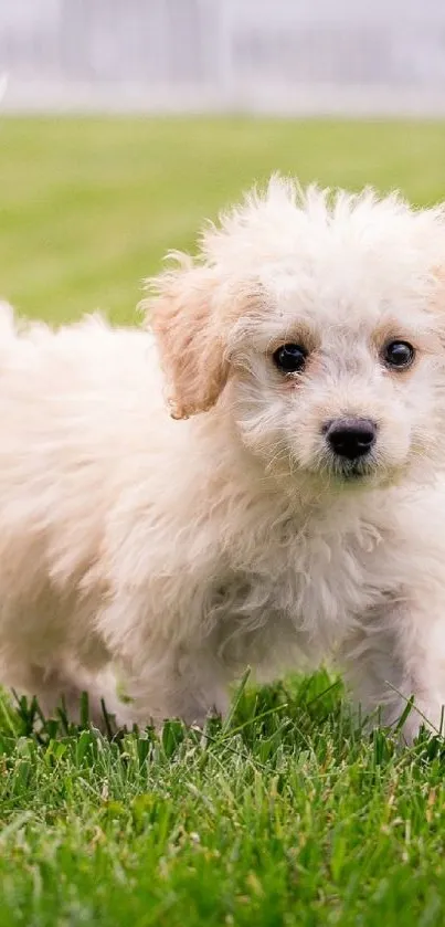 Adorable puppy on green grass wallpaper.