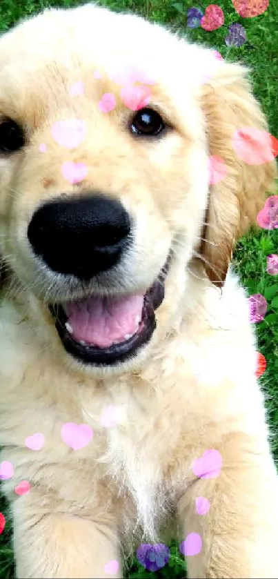 Golden retriever puppy smiling on vibrant green grass.