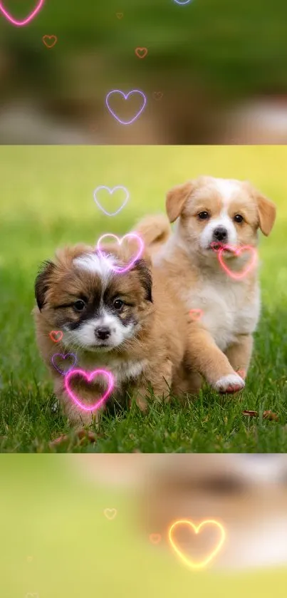 Cute puppies playing on grass with glowing heart effects.