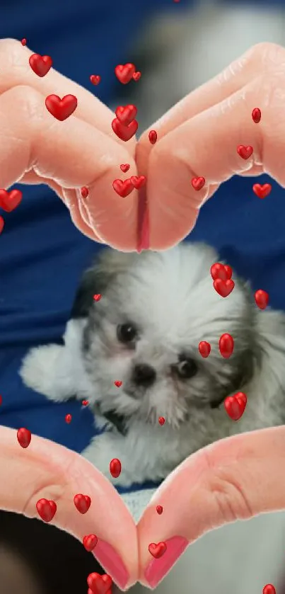 Heart-shaped hands framing a cute puppy on blue background.