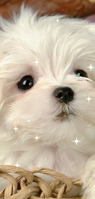 Fluffy white puppy in a basket with a wooden backdrop.