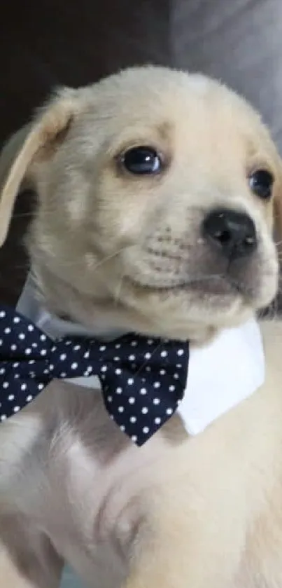 Cute puppy with polka dot bow tie.