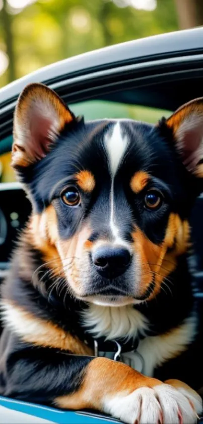 Adorable puppy looking out from a car window in vibrant setting.