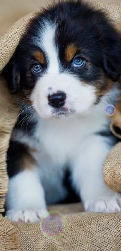 Adorable puppy with blue eyes nestled in a cozy burlap blanket, looking charming.