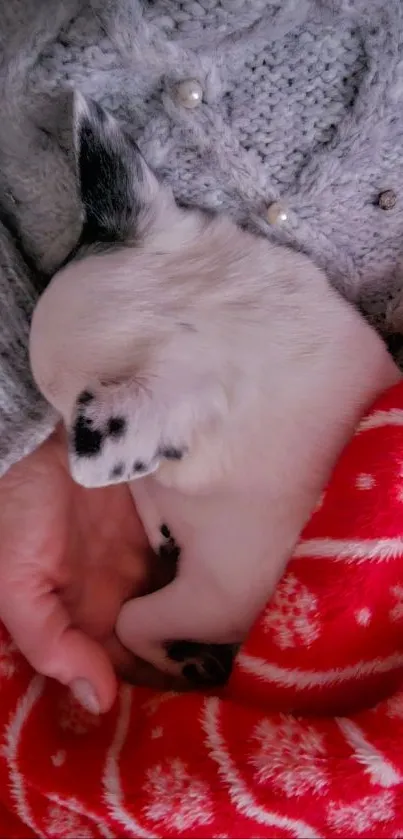 Cute puppy sleeping in a cozy red blanket.