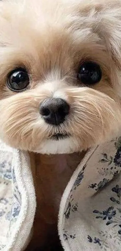 Cute puppy wrapped in a floral blanket.