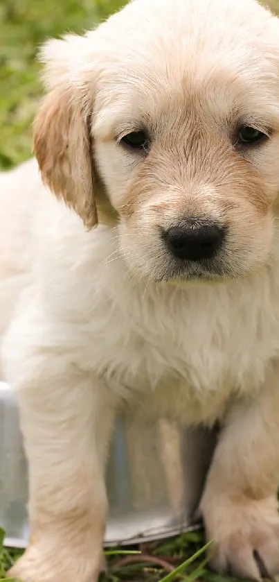 Fluffy puppy sitting in a metal bowl on green grass.