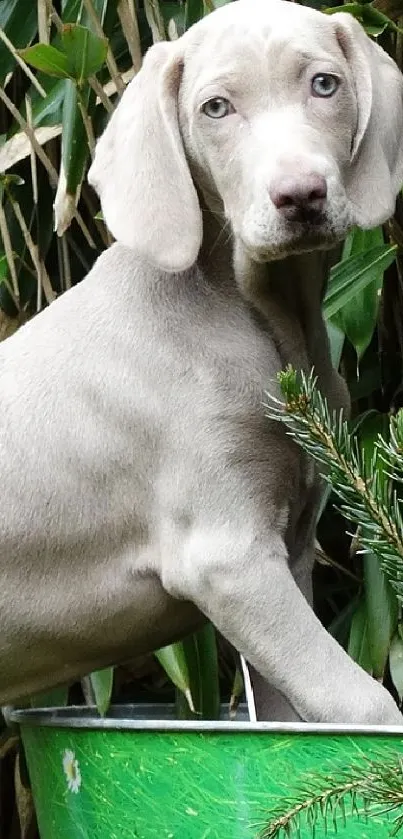 Cute puppy standing in a lush green garden with a decorative bucket.