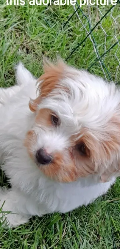 Adorable fluffy puppy lying on green grass.