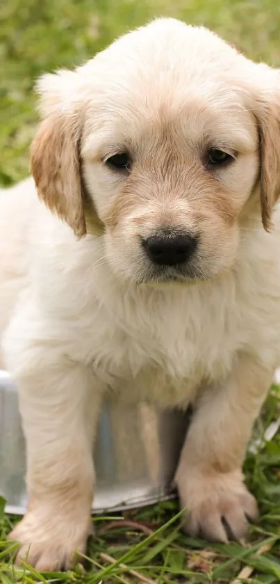 Adorable golden retriever puppy sitting on grass.