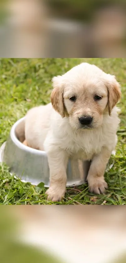 Adorable puppy sitting in a bowl on green grass.