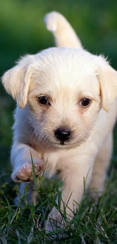 Adorable puppy running in a lush green field