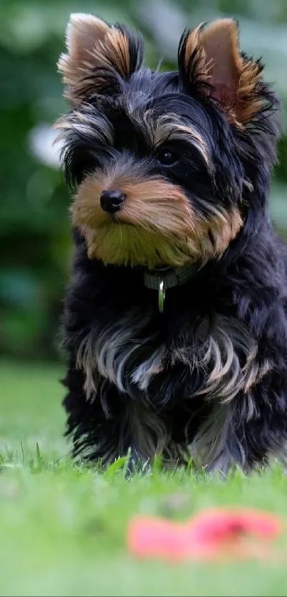 Cute puppy standing on green grass in a garden.