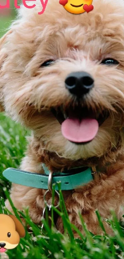 Adorable puppy smiling on green grass with playful emojis.