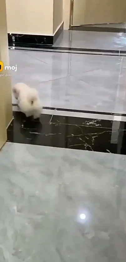 Cute puppy walking on glossy marble floor in hallway.