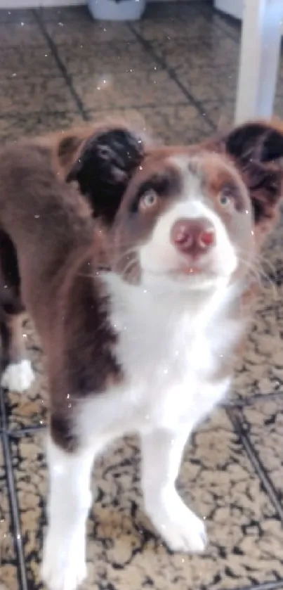 Adorable brown puppy standing in a kitchen.