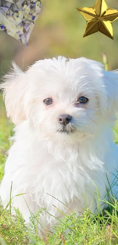 Cute white puppy sitting in green grass with decorative elements.