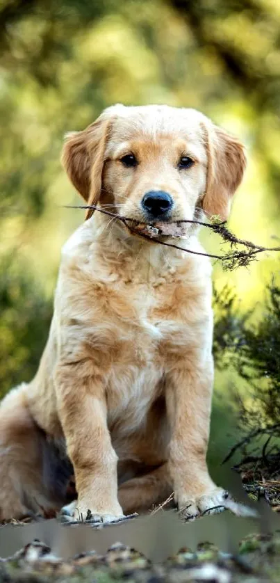 Golden puppy sitting in a natural setting, holding a stick.