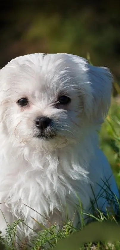 Adorable white puppy sitting on green grass in sunlight.