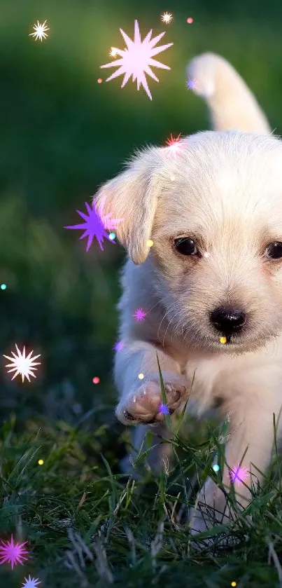 Cute puppy walking on a grassy field under soft sunlight.