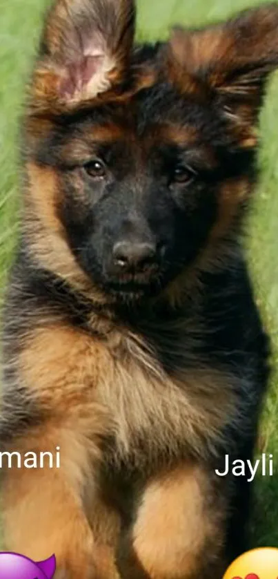 Adorable German Shepherd puppy in a sunny green field, with cute expressions.