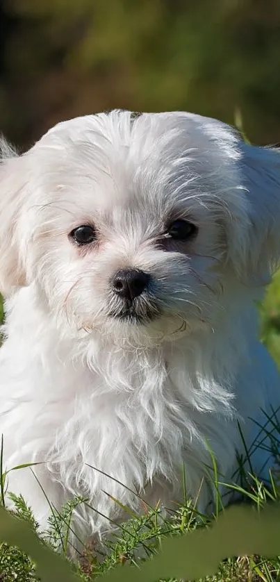 Adorable fluffy white puppy sitting in a sunny green meadow.