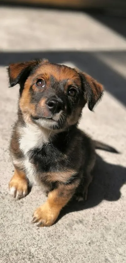 Cute puppy sitting in sunshine on pavement.