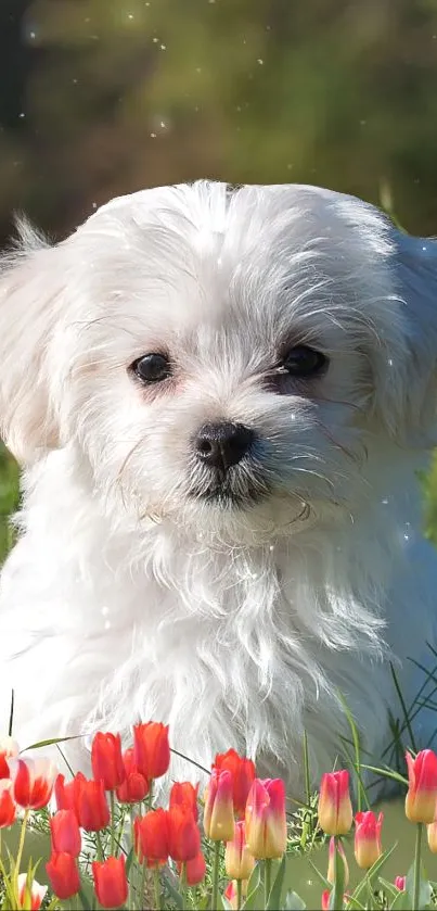 Cute white puppy surrounded by tulips in a green meadow.