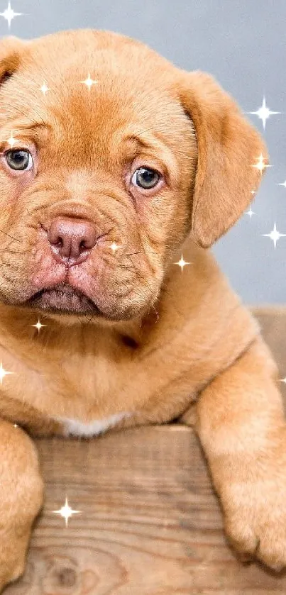 Cute puppy resting in a wooden box.