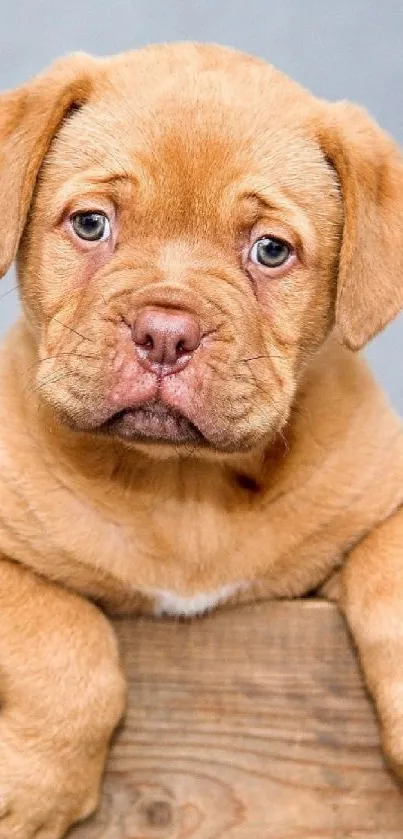 Adorable brown puppy peeking over a wooden crate against gray background.