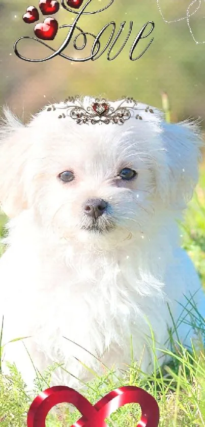 Adorable fluffy white puppy on vibrant green grass background with love theme.