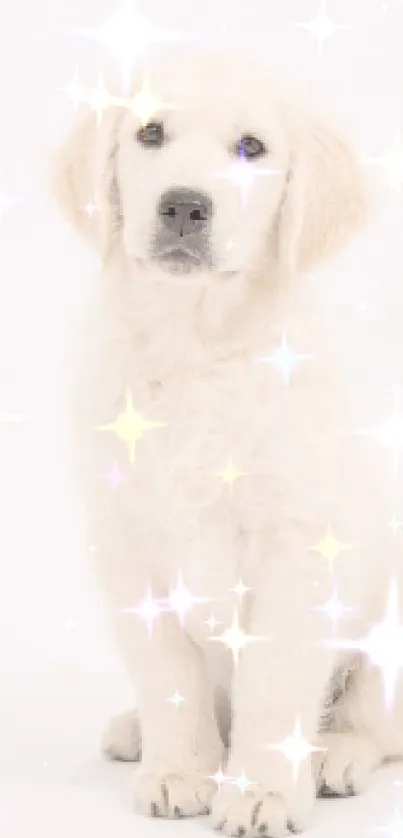 Cute fluffy puppy sitting on a white background.