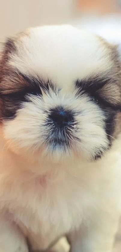 Adorable fluffy puppy mobile wallpaper, perfect for dog lovers.