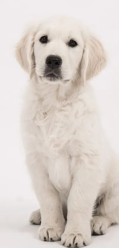 Cute fluffy white puppy sitting on a plain white background.