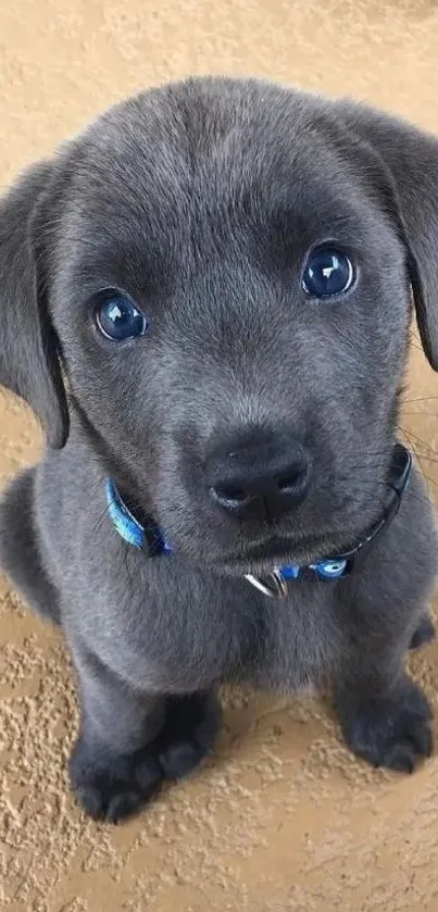 Adorable gray puppy with big eyes on a mobile wallpaper.