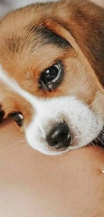 Cute brown puppy resting on a surface, perfect for a heartwarming wallpaper.