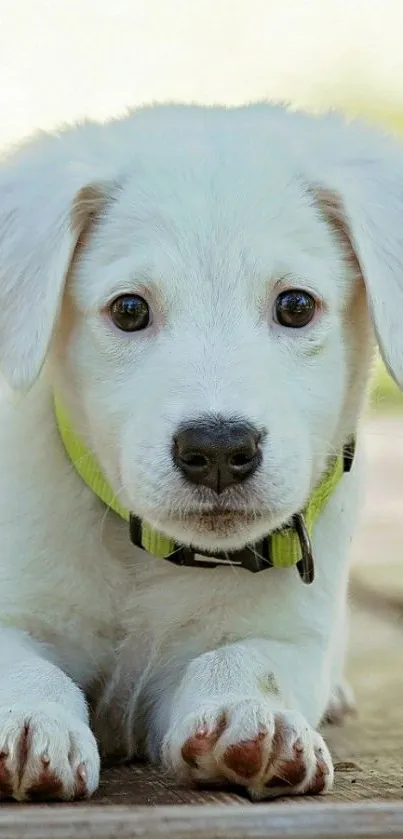 Adorable white puppy on wooden surface.