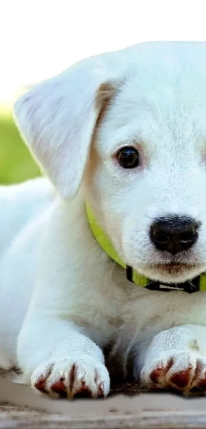 Adorable white puppy lying on wooden planks with a bright green background.