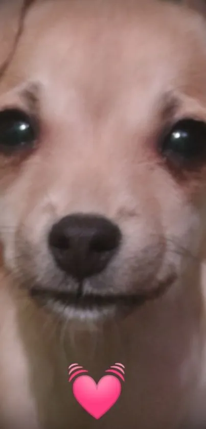 Close-up of a cute puppy with heart and text decorations.