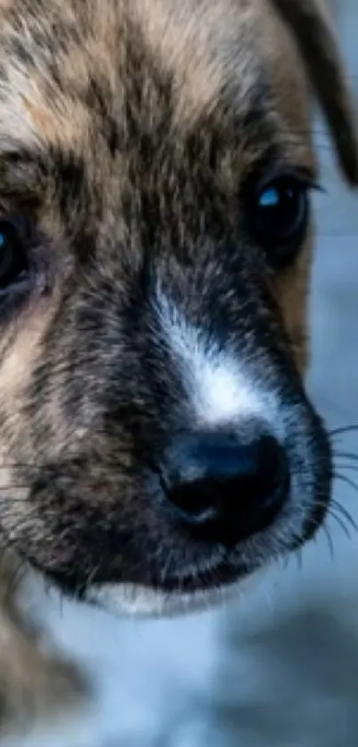 Adorable brown puppy with a blue-gray background perfect for mobile wallpaper.