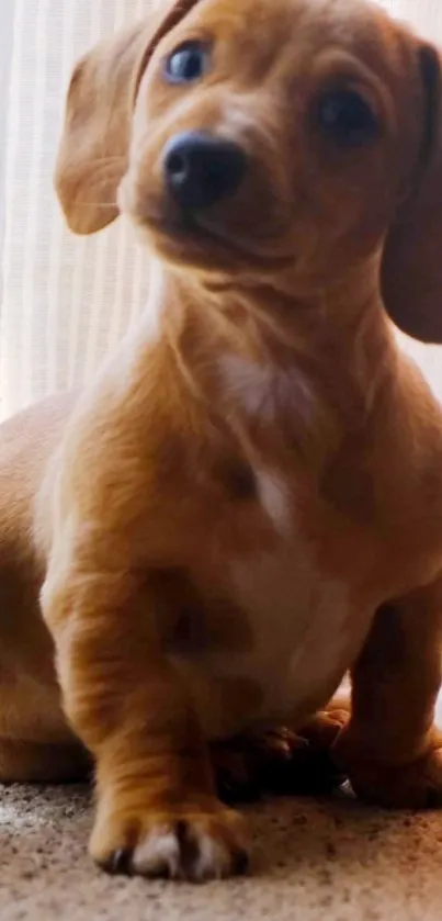 Adorable puppy with brown fur peeking playfully near a curtain.