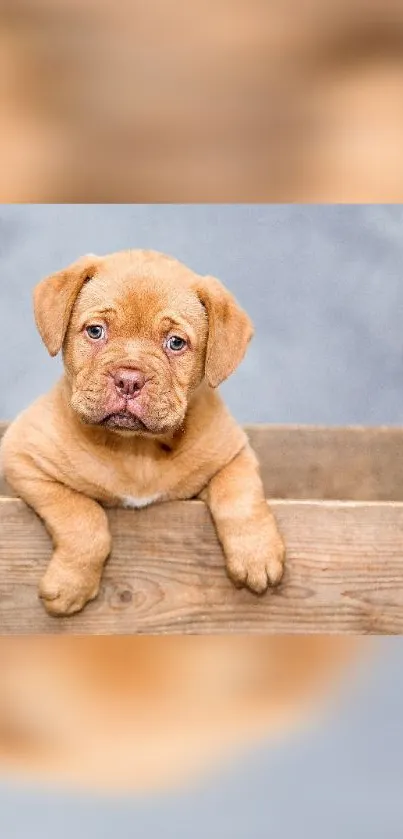 Cute brown puppy leaning on a wooden fence background.