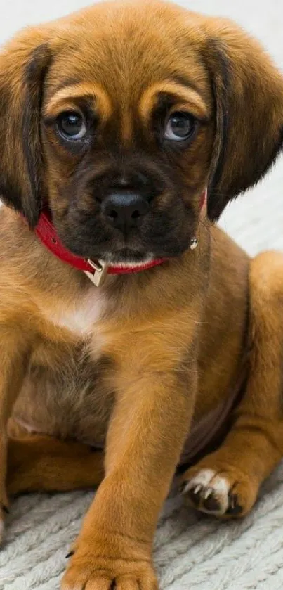 Brown puppy with red collar on soft surface.