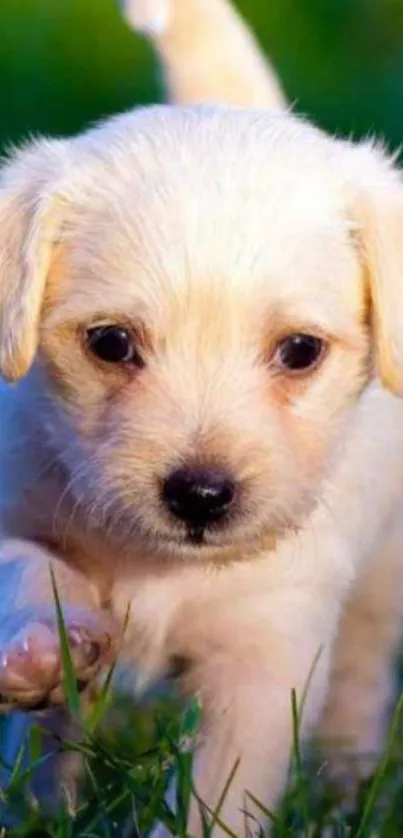 Adorable puppy walking on lush green grass.