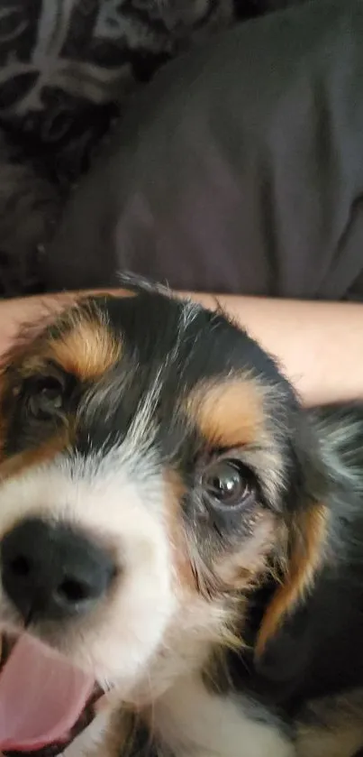 Playful puppy with wide eyes and open mouth on a cozy background.